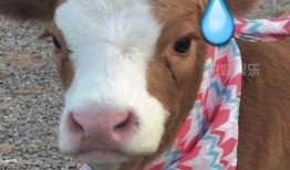 娱乐吃瓜酱声音,揭秘娱乐圈幕后故事的声音传奇